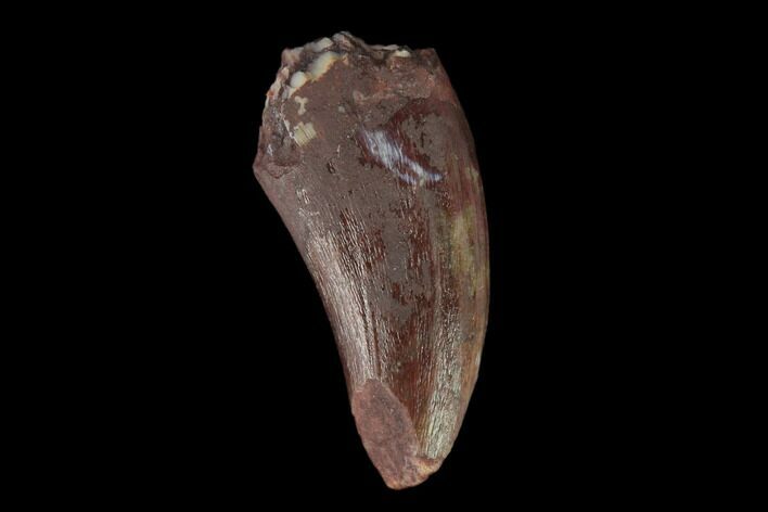 Fossil Phytosaur Tooth - New Mexico #133329